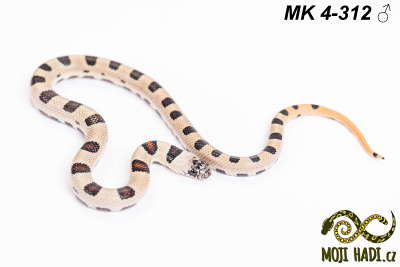 hadi na prodej, mládě, český chov hadů, odchov hadů, mojihadi.cz, Lampropeltis, mexcampb, magmaking, lampropeltis hybrid, lampropeltis mexicana, lampropeltis triangulum campbelli, special snakes, Mexican Kingsnake, Pueblan Milksnake, korálovka